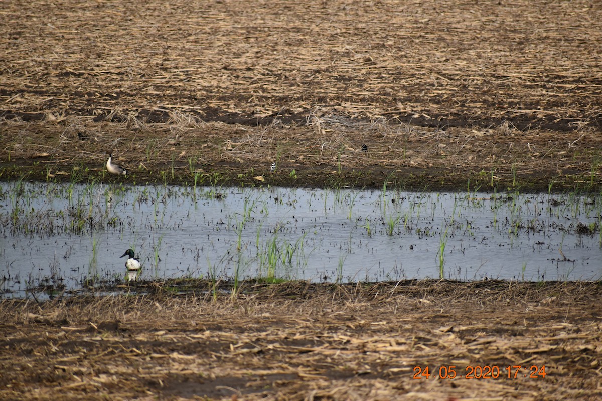 Killdeer - ML307771991