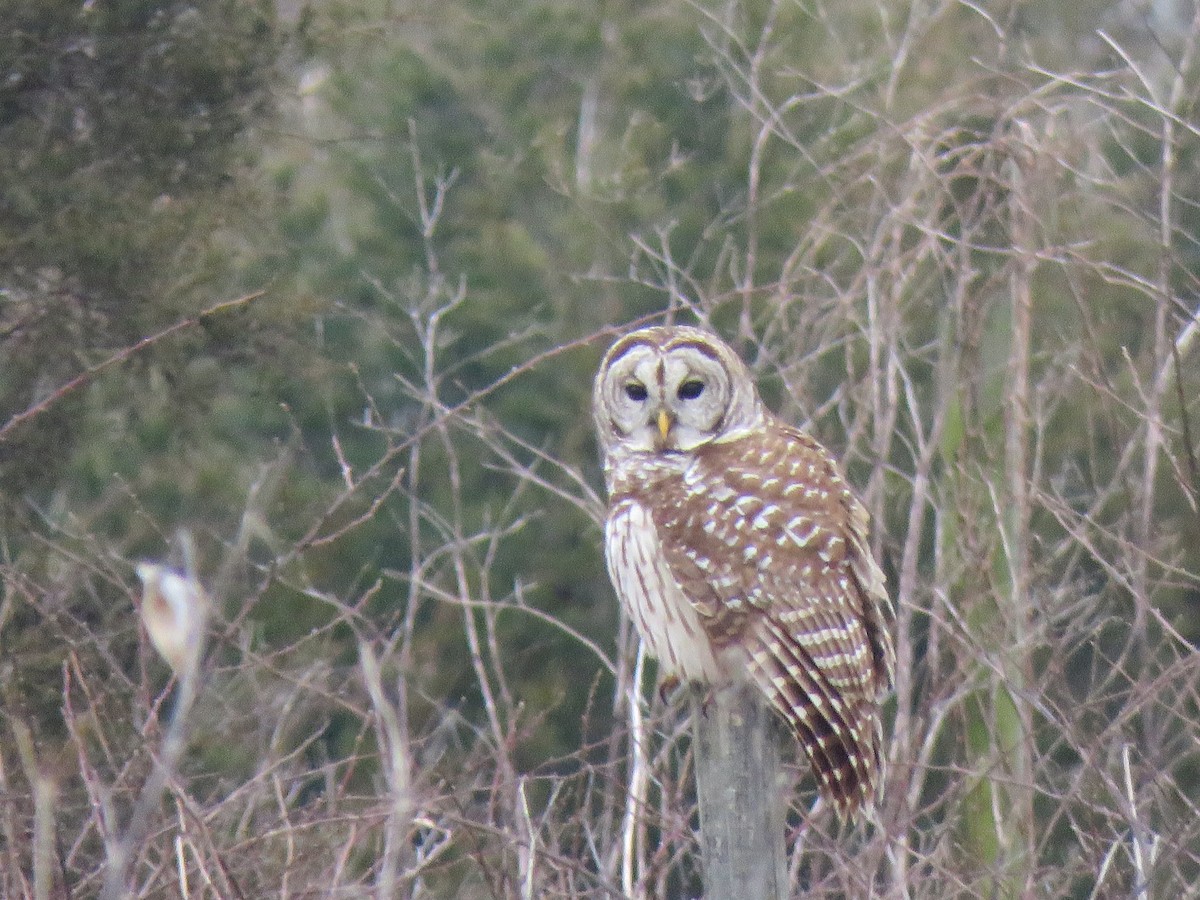 Barred Owl - ML307773321