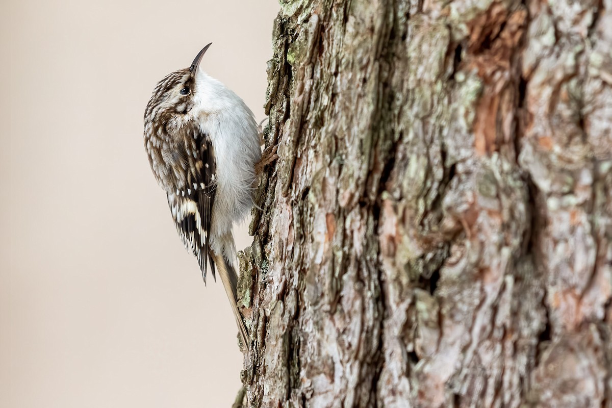 Brown Creeper - ML307776031