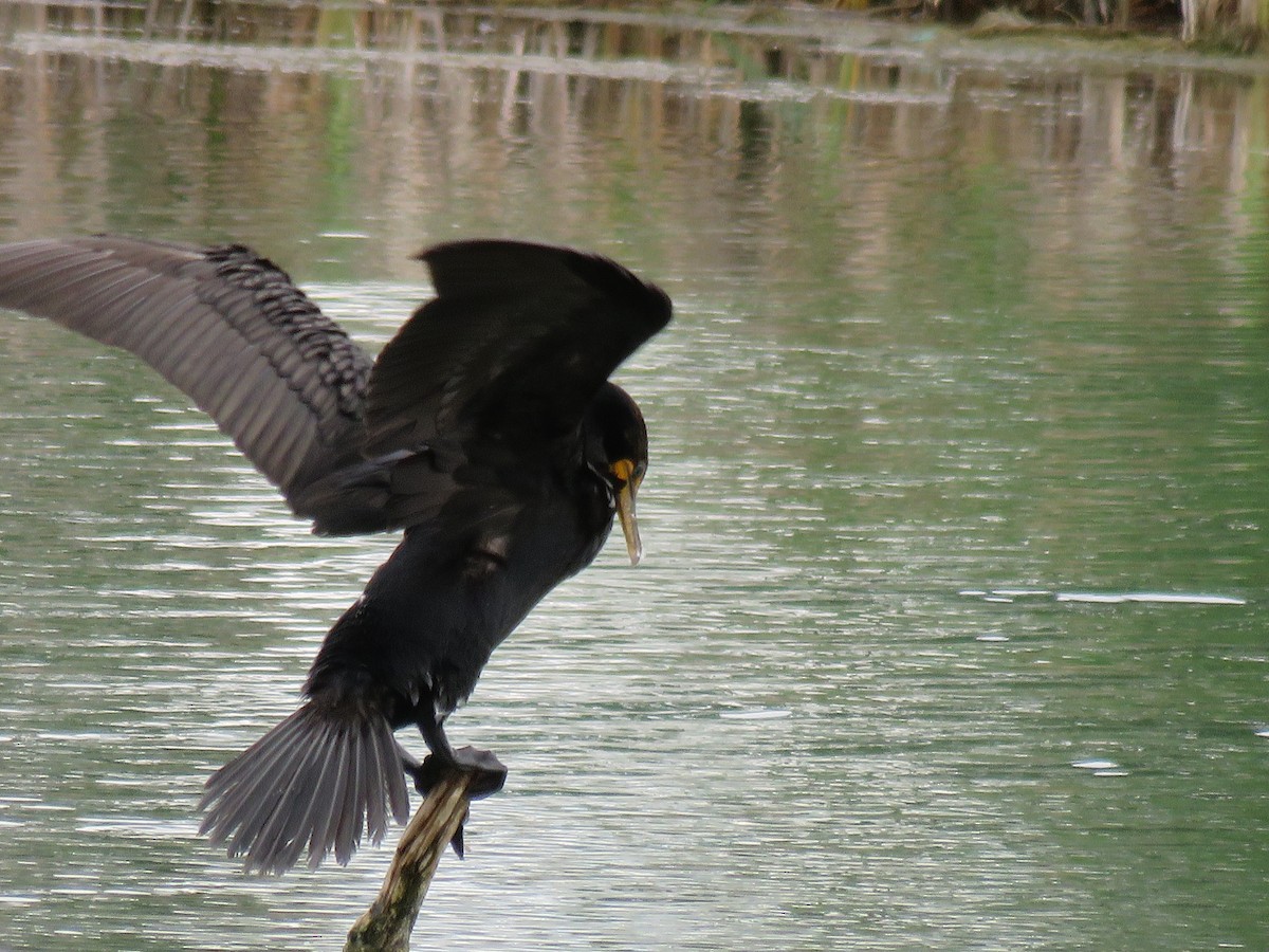 Double-crested Cormorant - Suzi Holt
