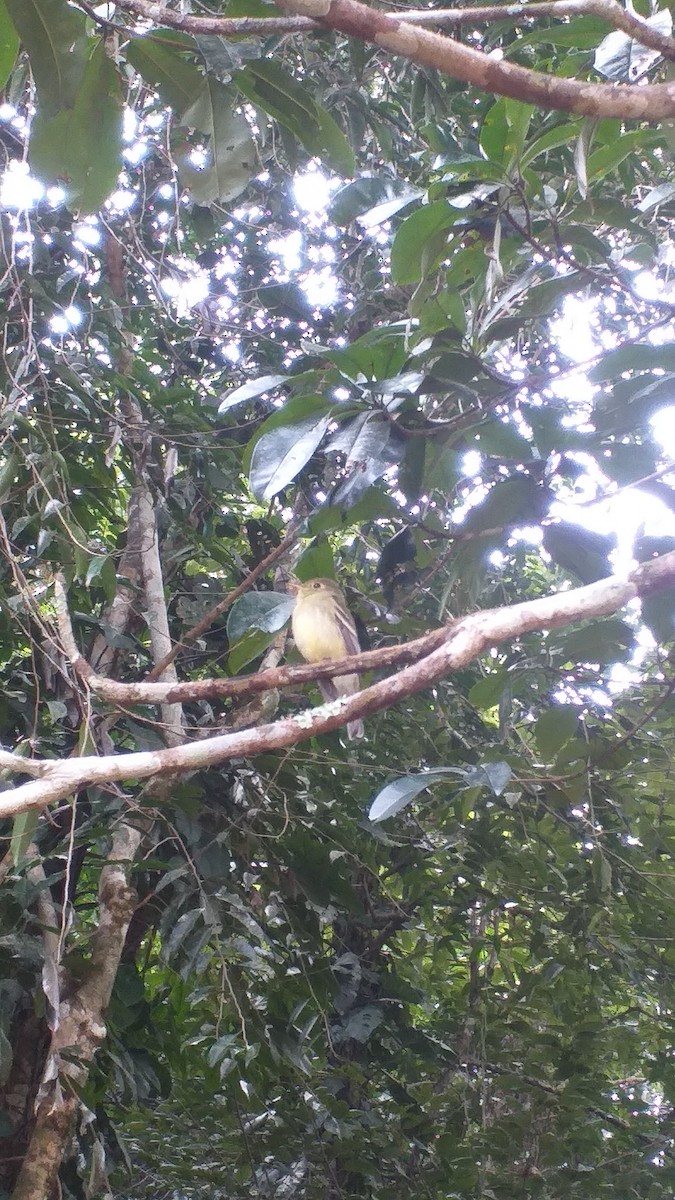 Yellow-bellied Flycatcher - ML307776641