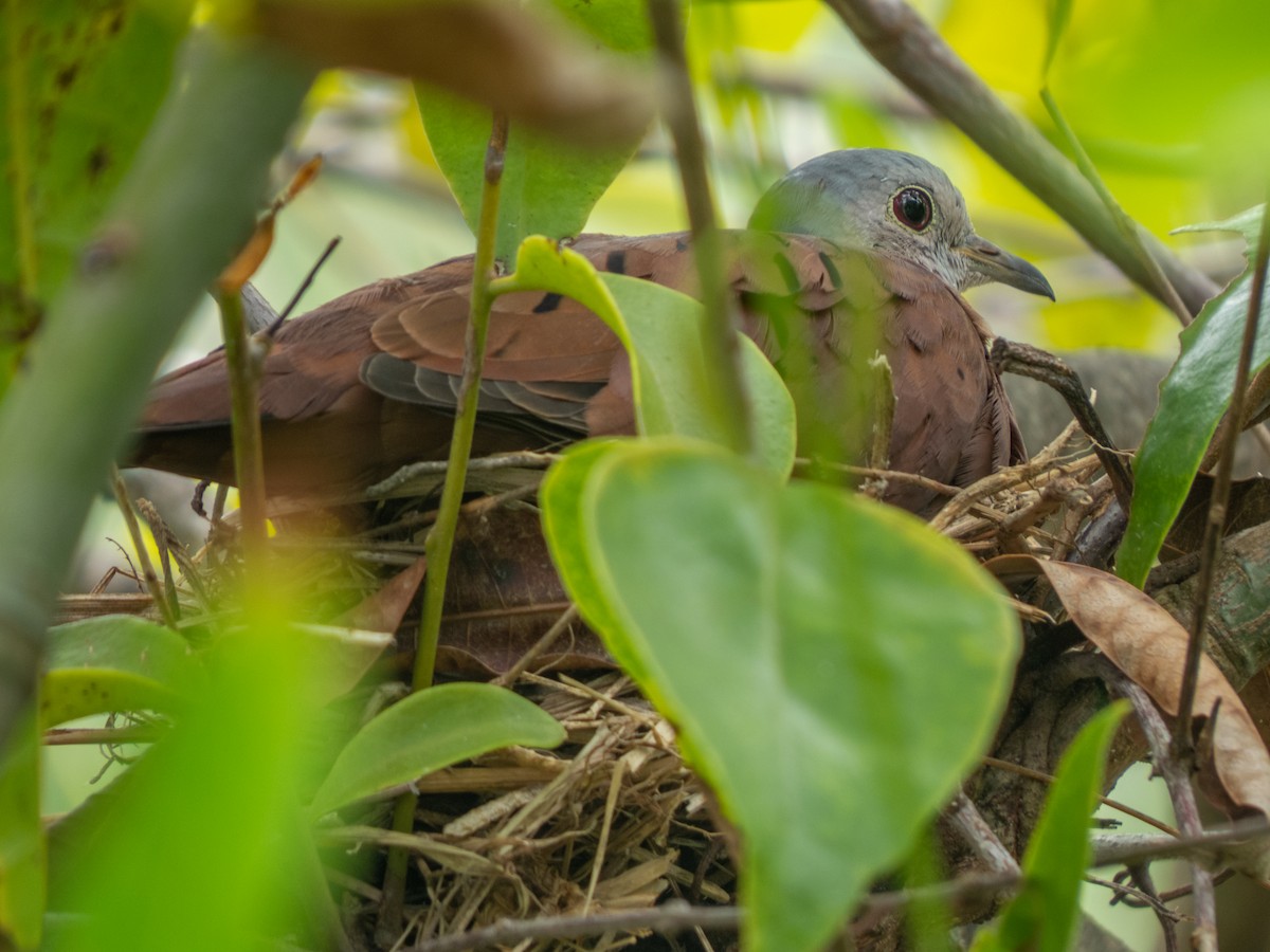 Ruddy Ground Dove - Tamesh Heeralall