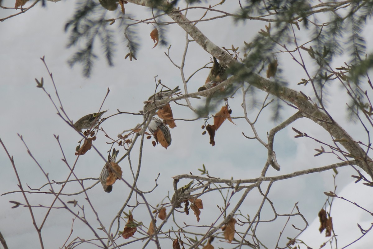 Pine Siskin - ML307777471