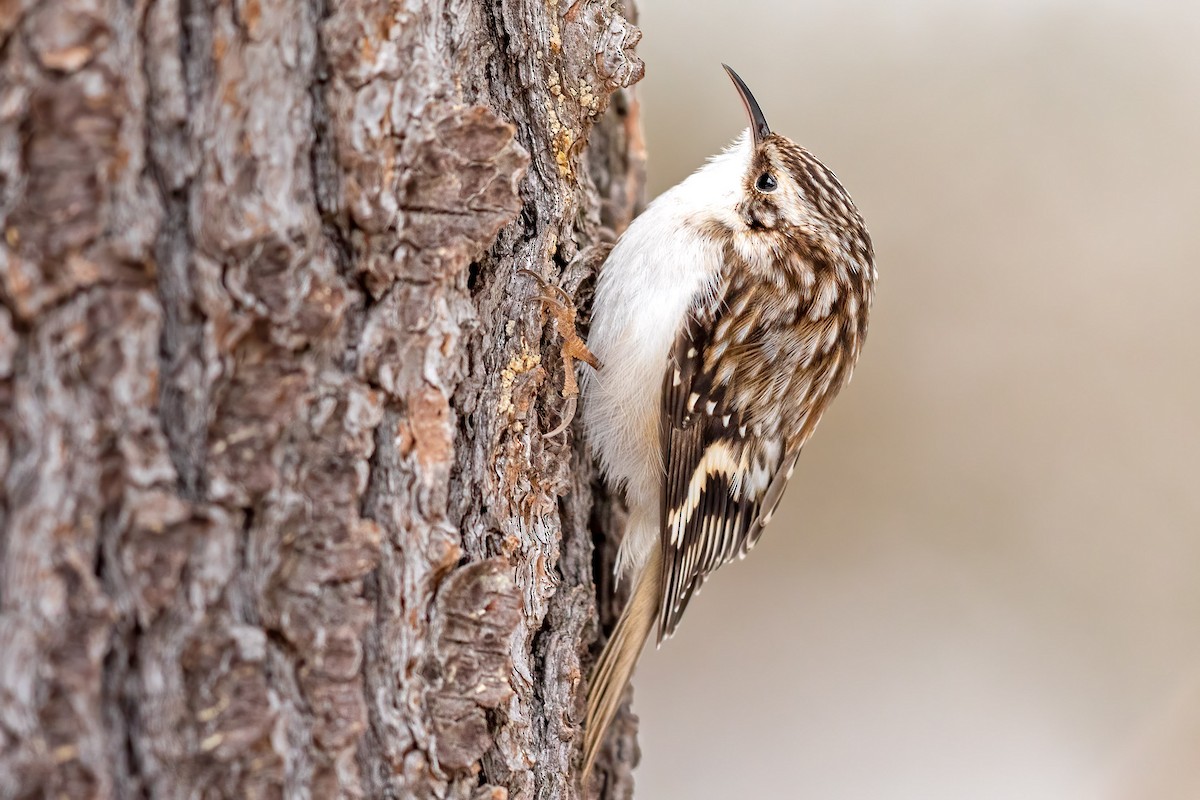 Brown Creeper - ML307778271