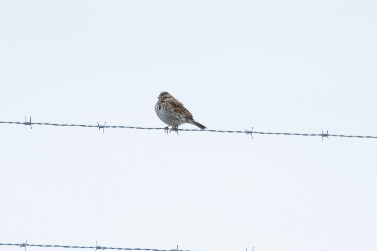 Savannah Sparrow - ML307778341