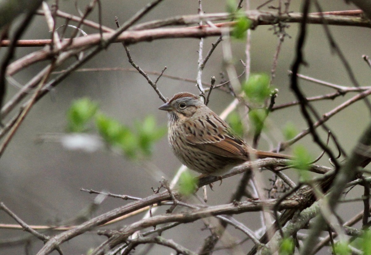 Lincoln's Sparrow - ML30777841