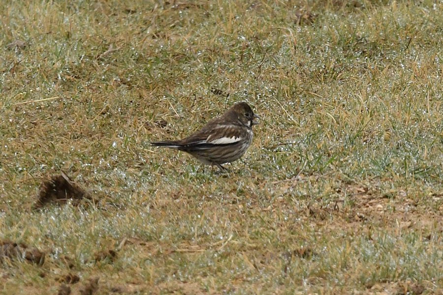 Lark Bunting - Troy Hibbitts