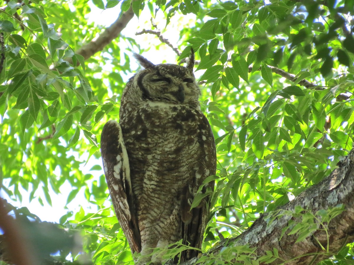 Spotted Eagle-Owl - ML307781591