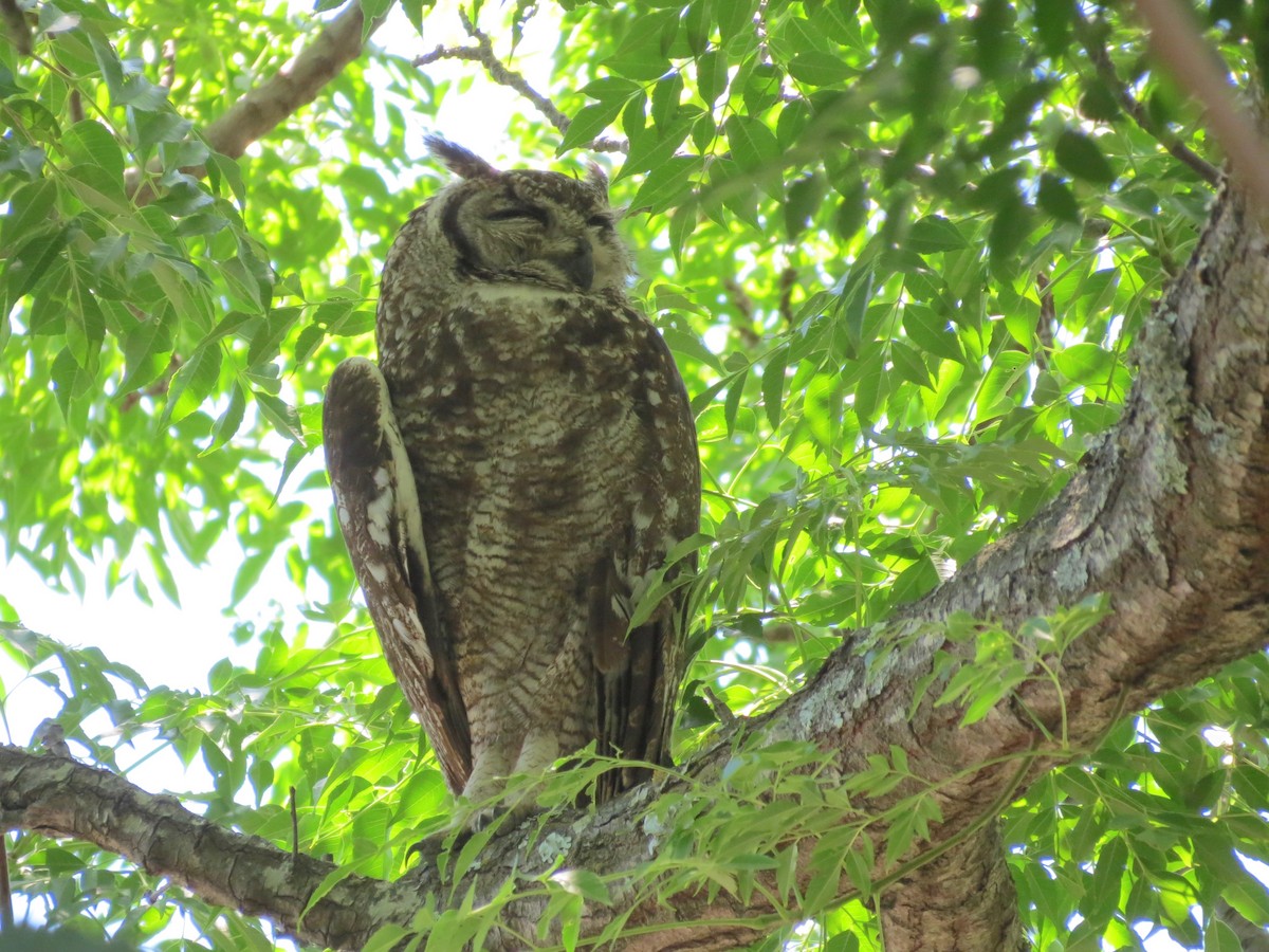 Spotted Eagle-Owl - ML307781771
