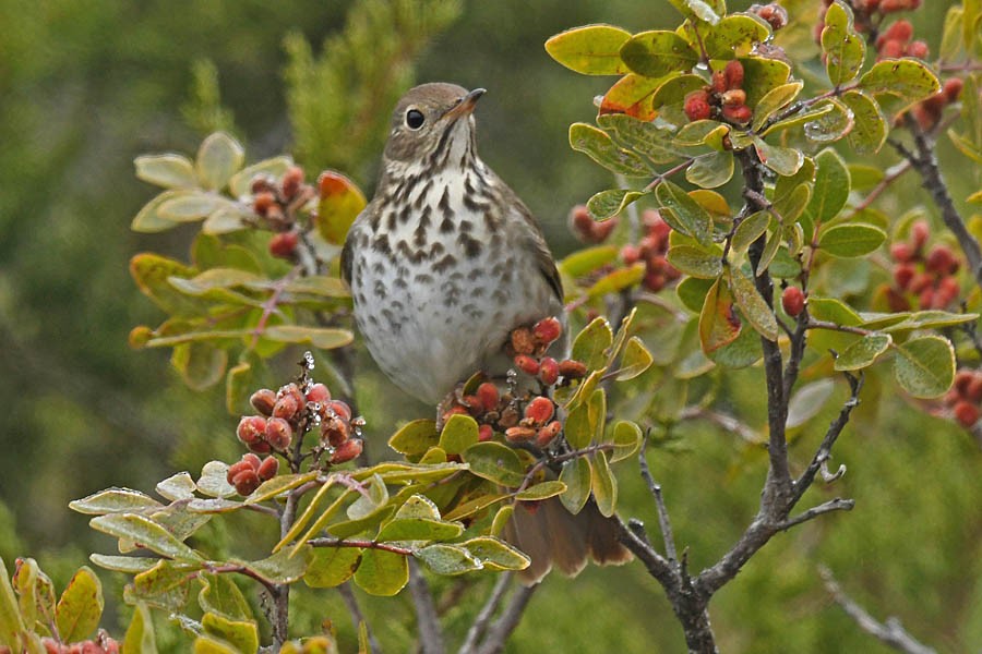 Hermit Thrush - ML307781931