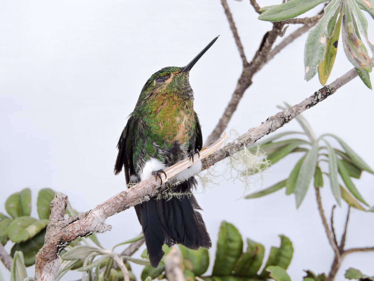 Gorgeted Puffleg - ML307782791