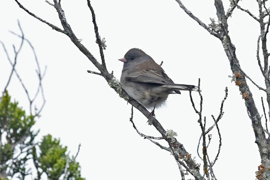 Dark-eyed Junco (Slate-colored) - ML307783811