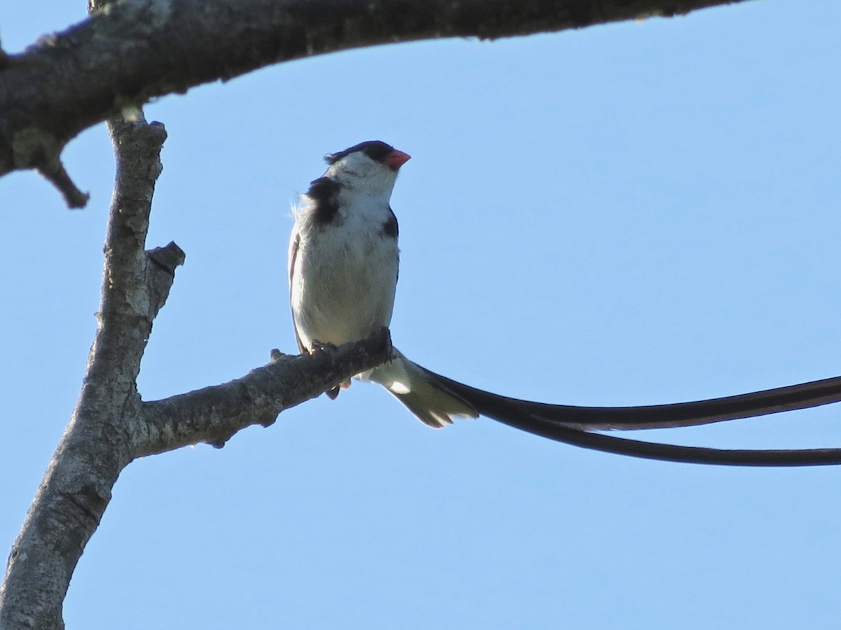 Pin-tailed Whydah - ML307783941