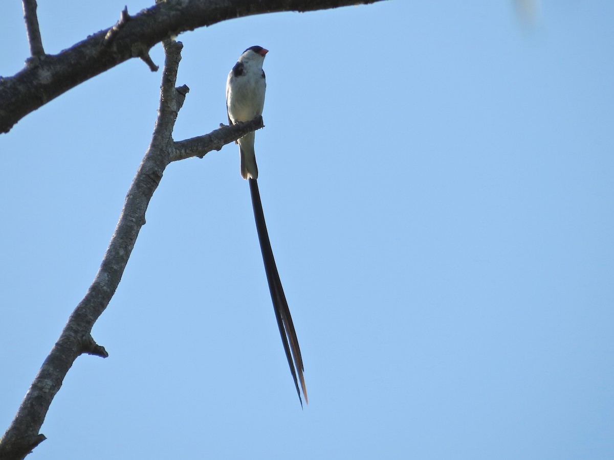 Pin-tailed Whydah - ML307783971
