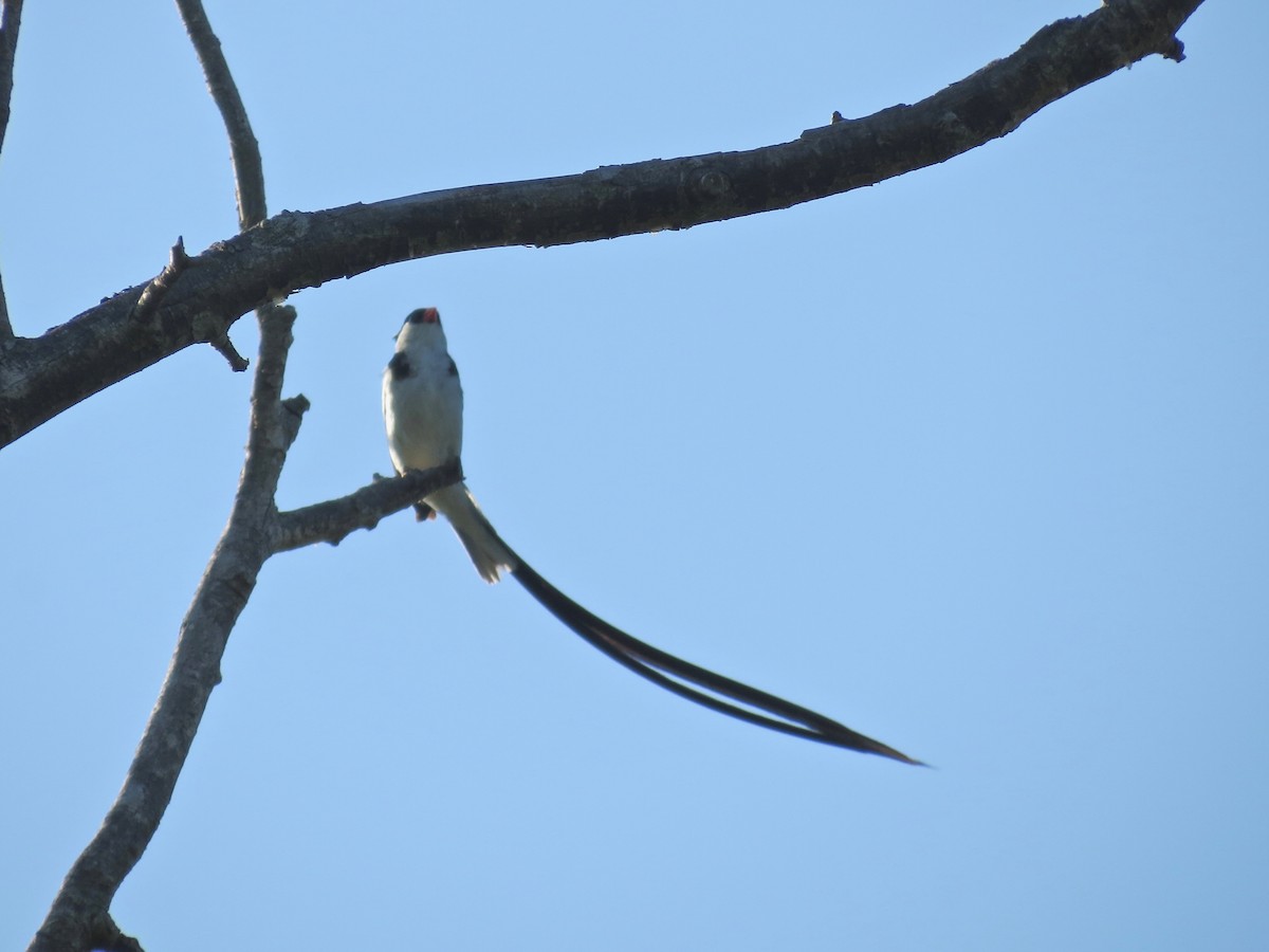 Pin-tailed Whydah - ML307783981