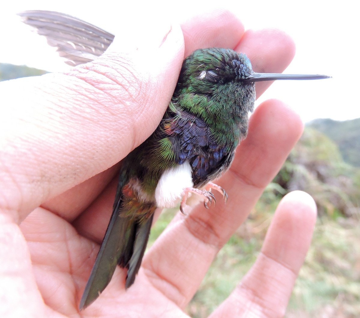 Blaubauch-Höschenkolibri - ML307784081