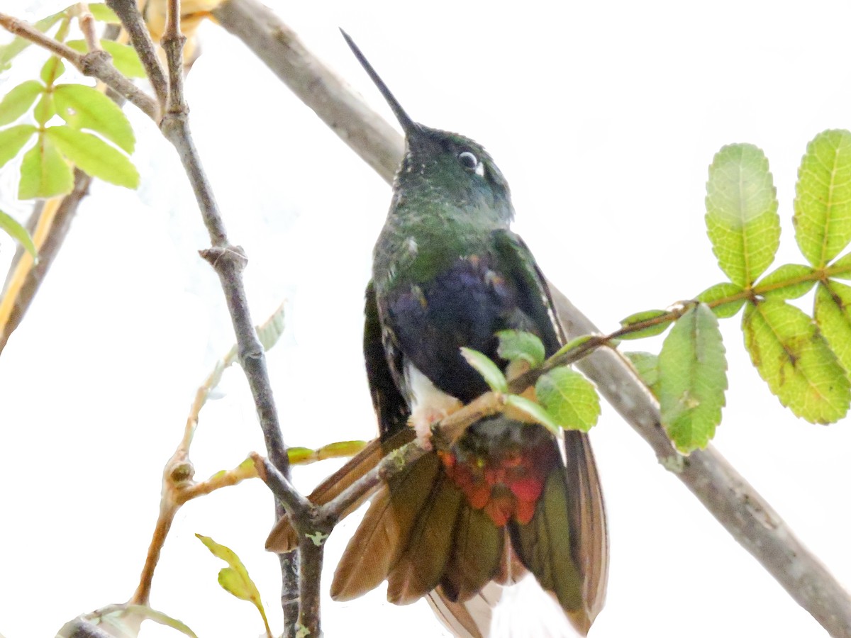 Colorful Puffleg - Fundación Ecohabitats