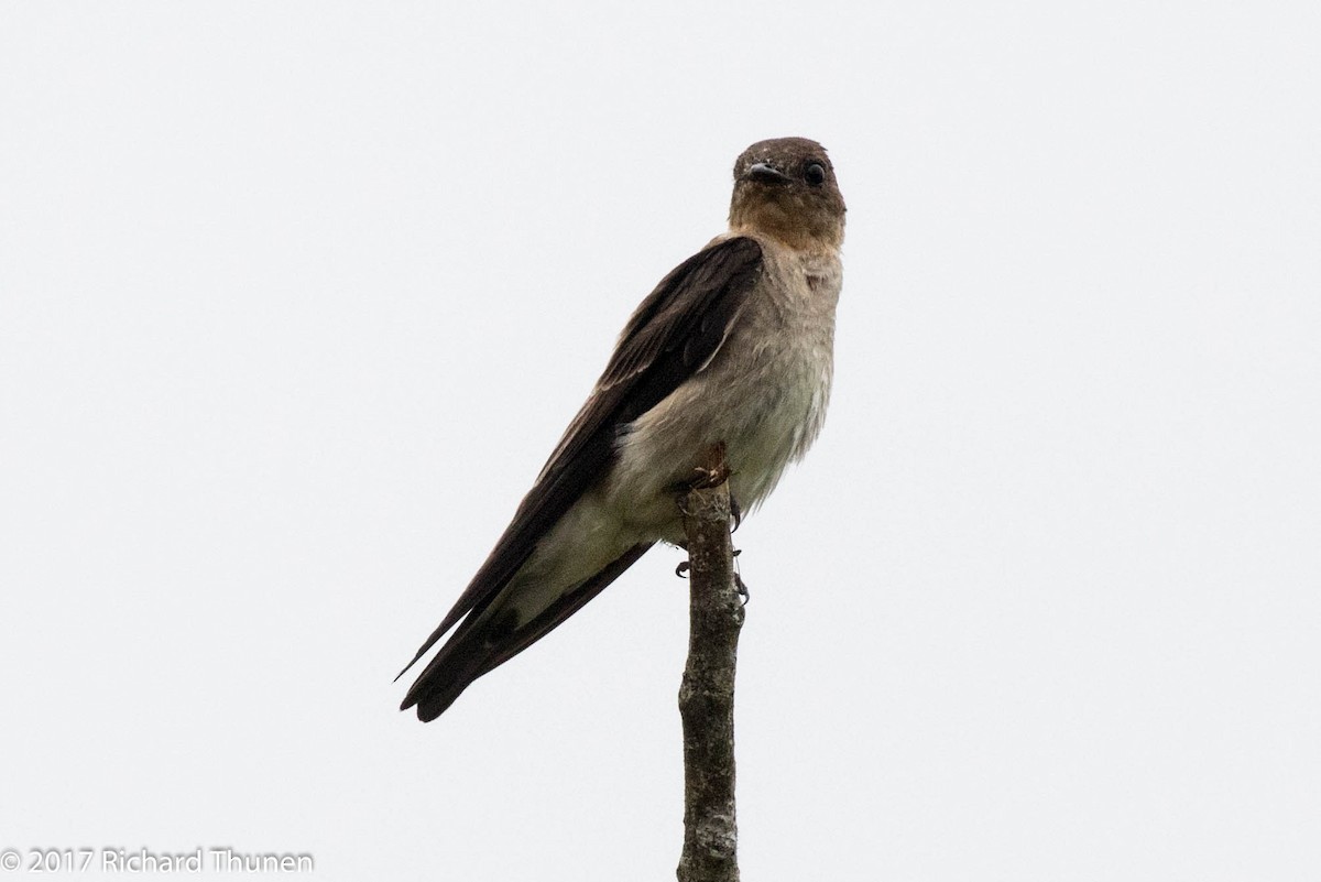 Southern Rough-winged Swallow - ML307787011