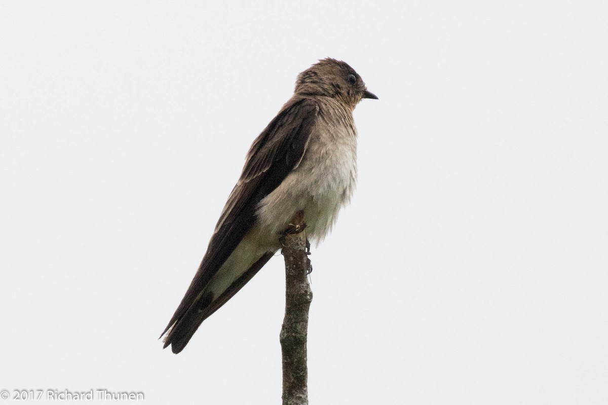 Southern Rough-winged Swallow - ML307787021