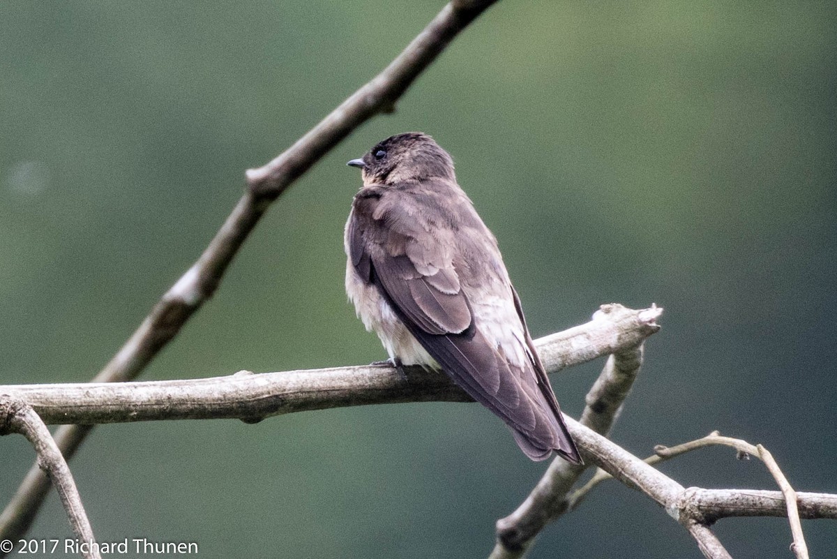 Southern Rough-winged Swallow - ML307787031