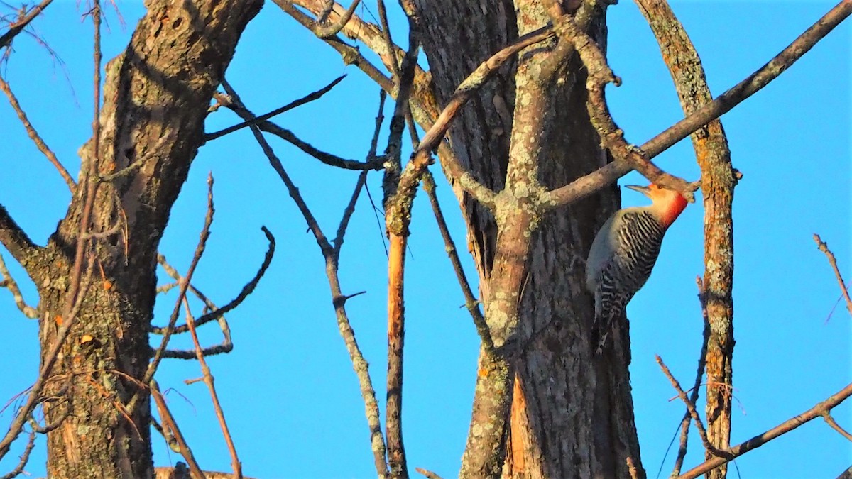 Red-bellied Woodpecker - ML307787131