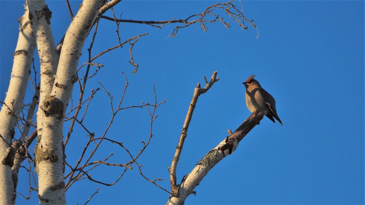 Bohemian Waxwing - Ken MacDonald