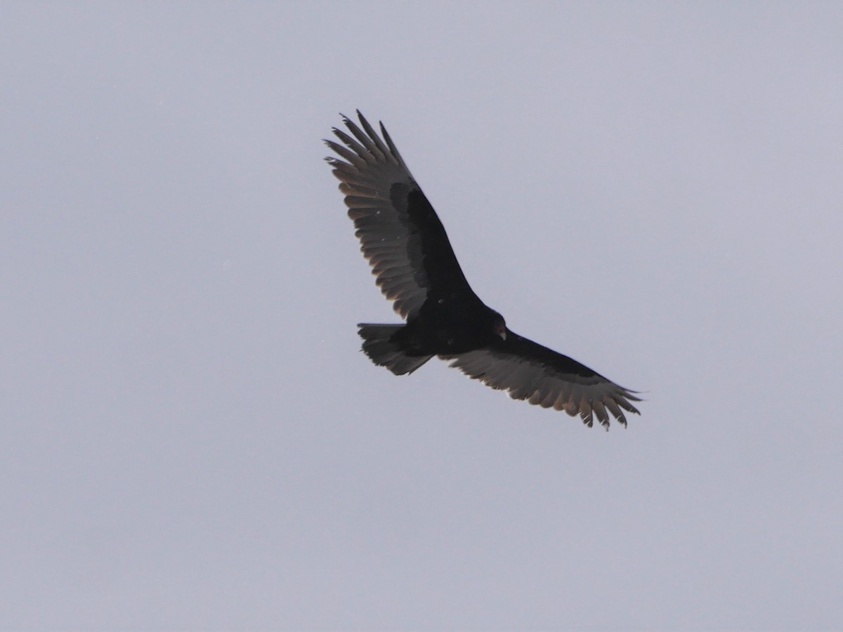 Turkey Vulture - Mike Malmquist