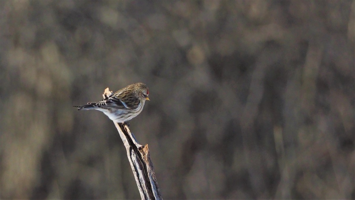 Common Redpoll - Ken MacDonald