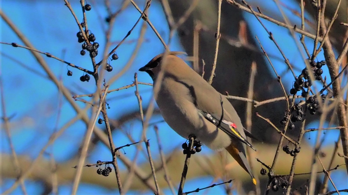 Bohemian Waxwing - ML307788271