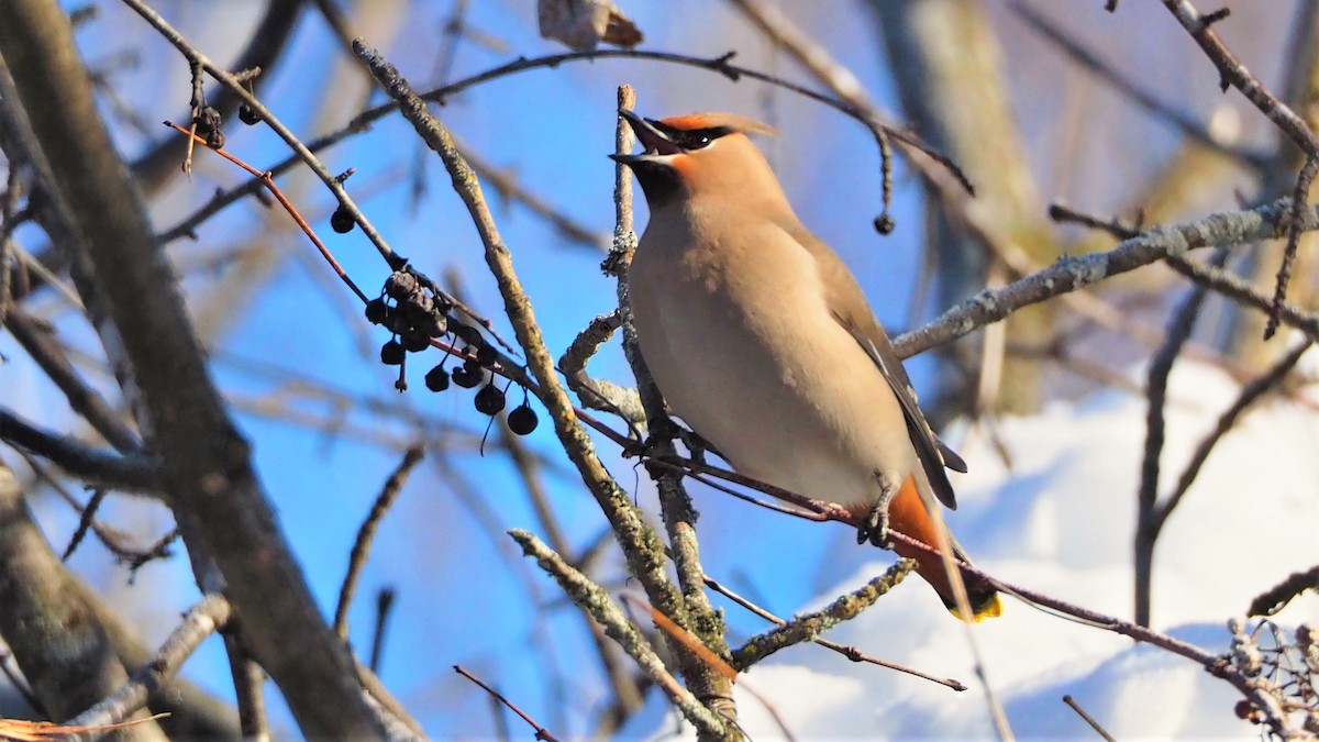 Bohemian Waxwing - ML307788281