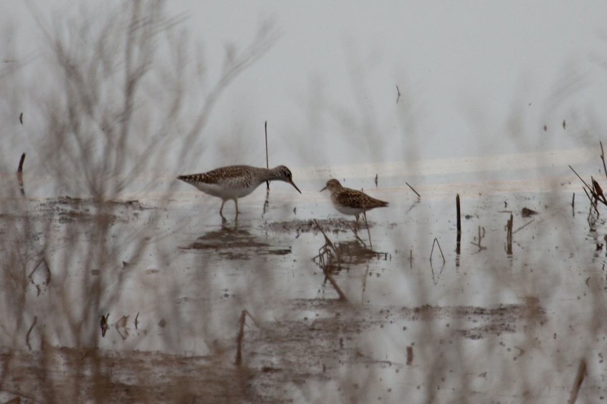 Wood Sandpiper - ML307788491