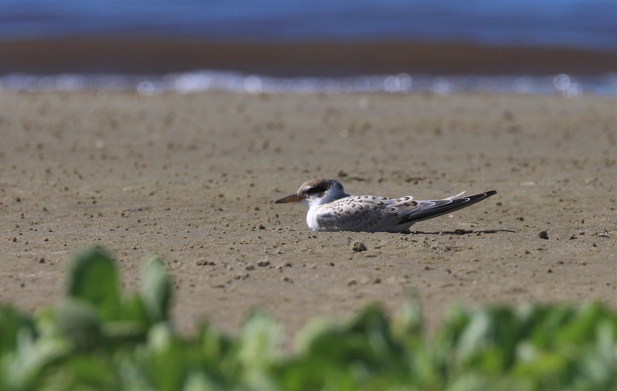 Yellow-billed Tern - ML307789261