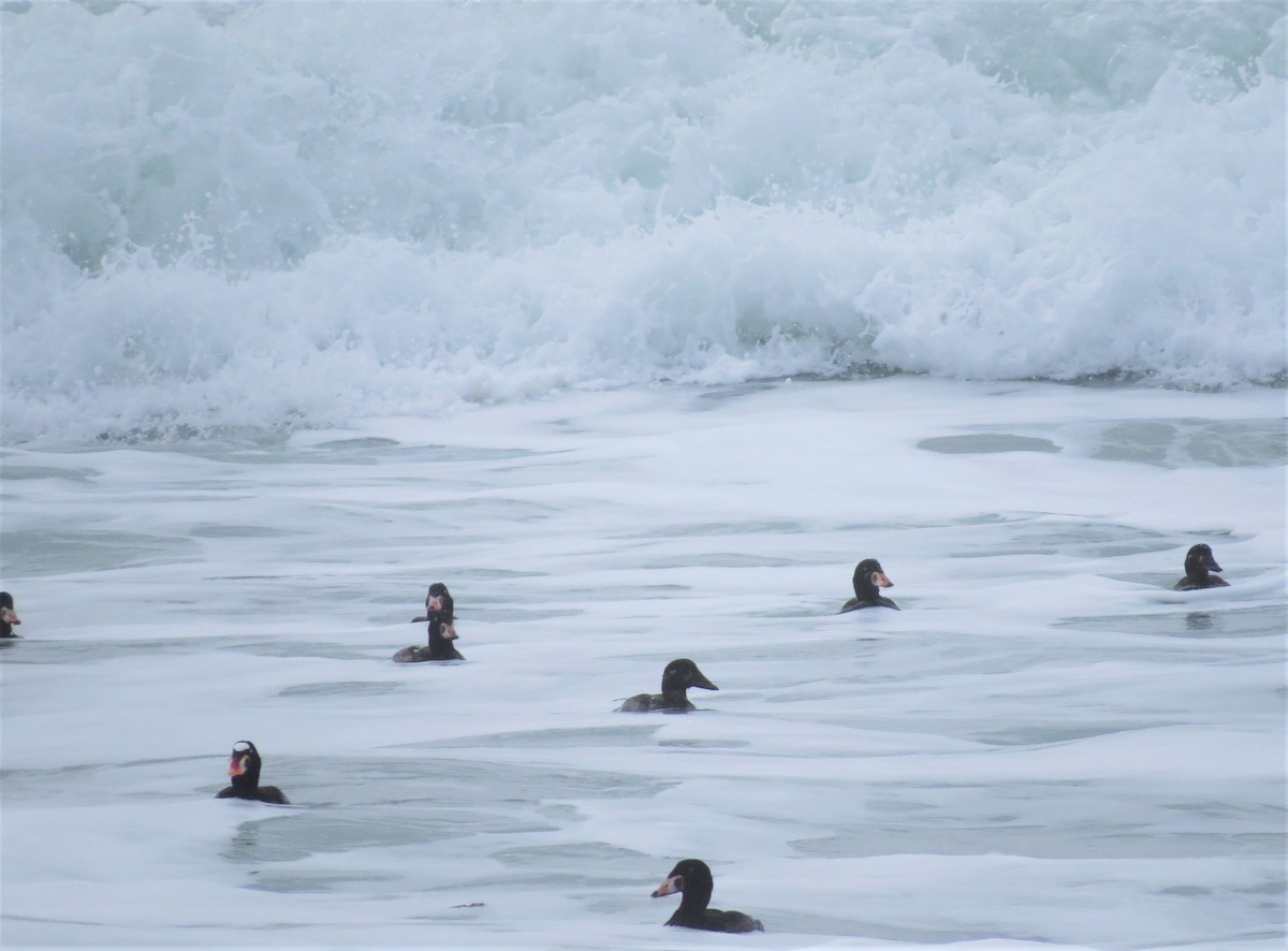 Surf Scoter - ML307789931