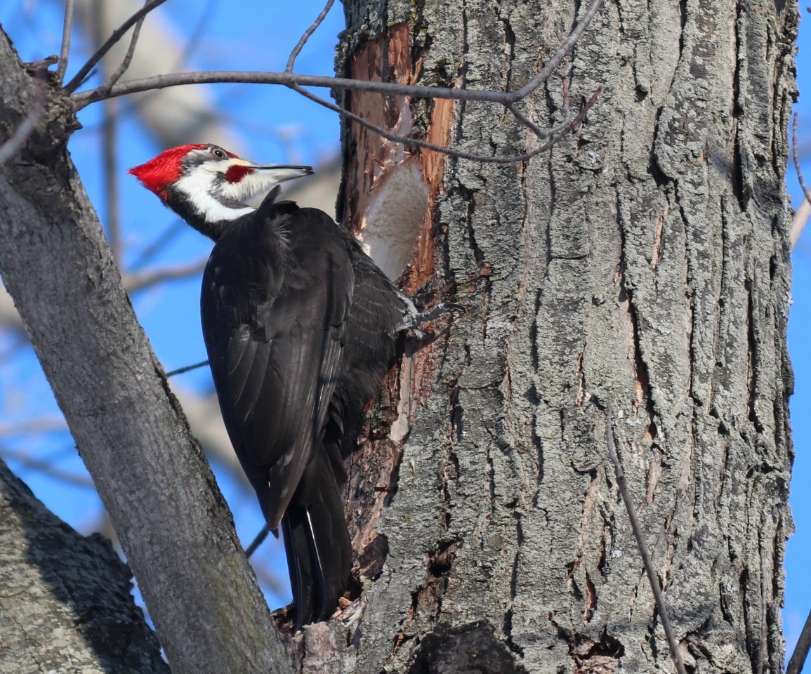 Pileated Woodpecker - ML307790171