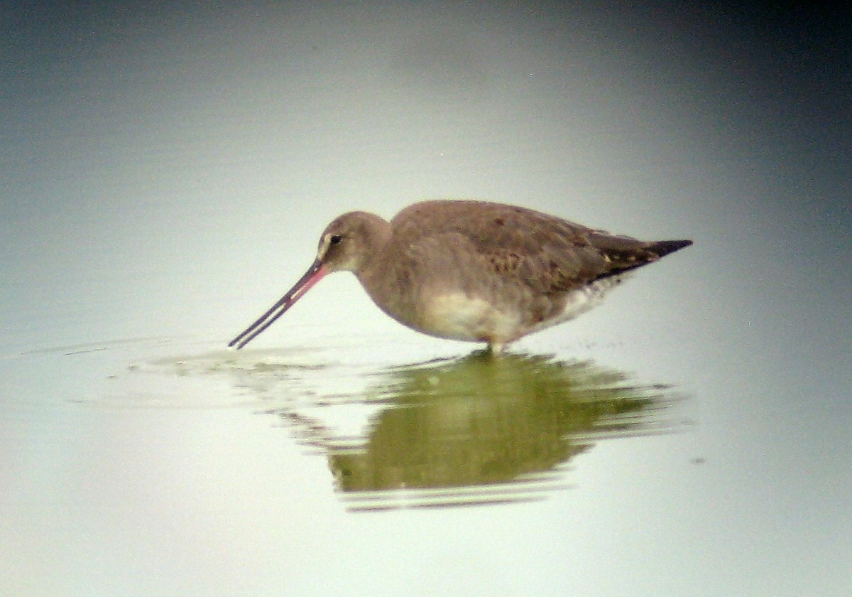 Hudsonian Godwit - ML30779051