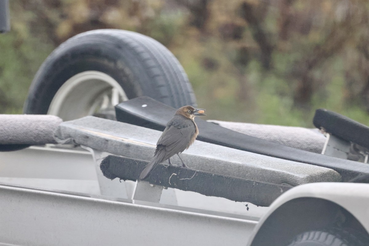 Great-tailed Grackle - ML307791761
