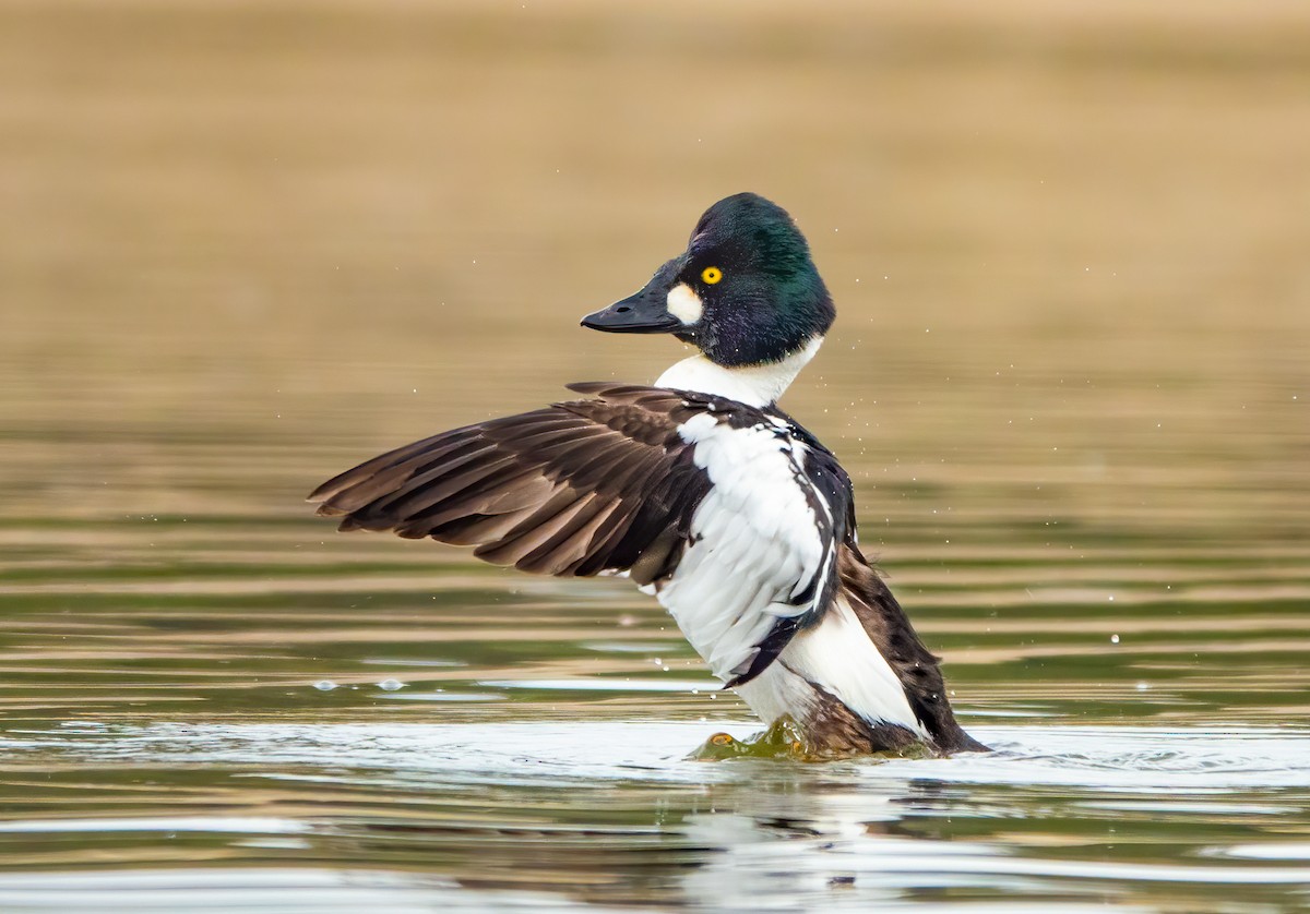 Common Goldeneye - ML307791901
