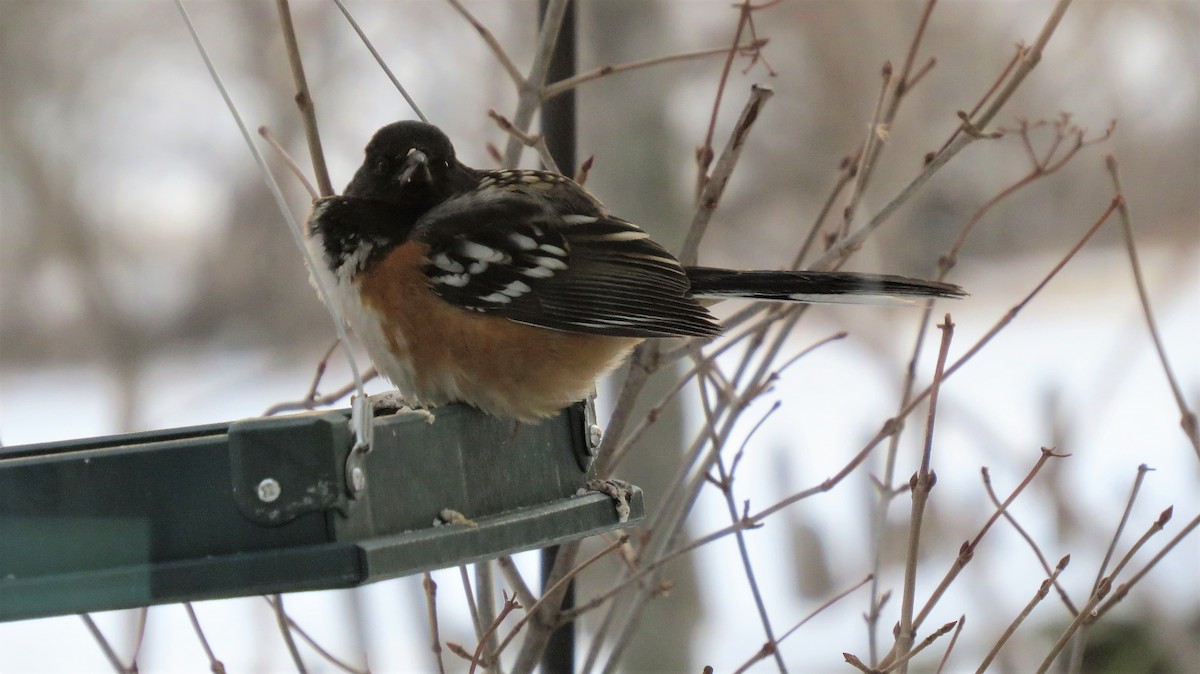 Spotted Towhee - ML307792501