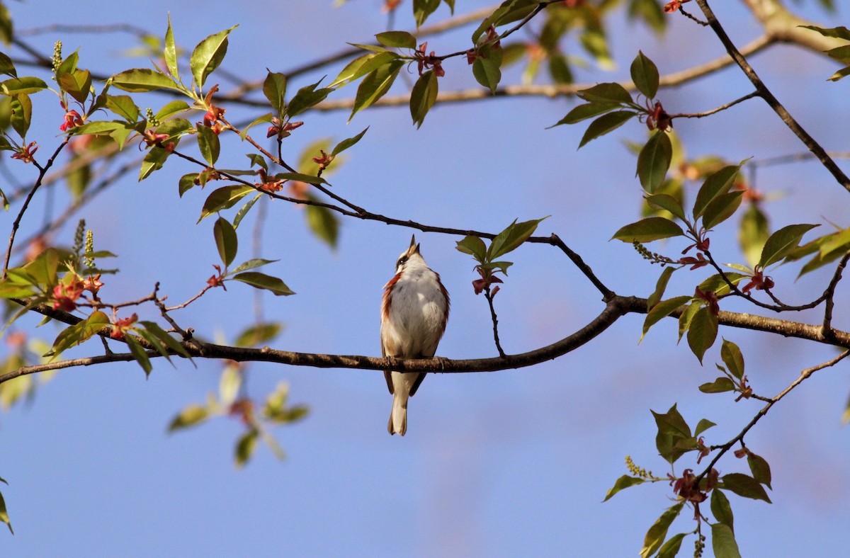 Chestnut-sided Warbler - Jay McGowan