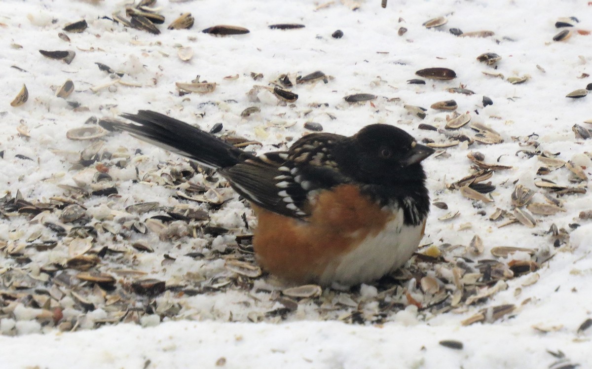 Spotted Towhee - ML307792941