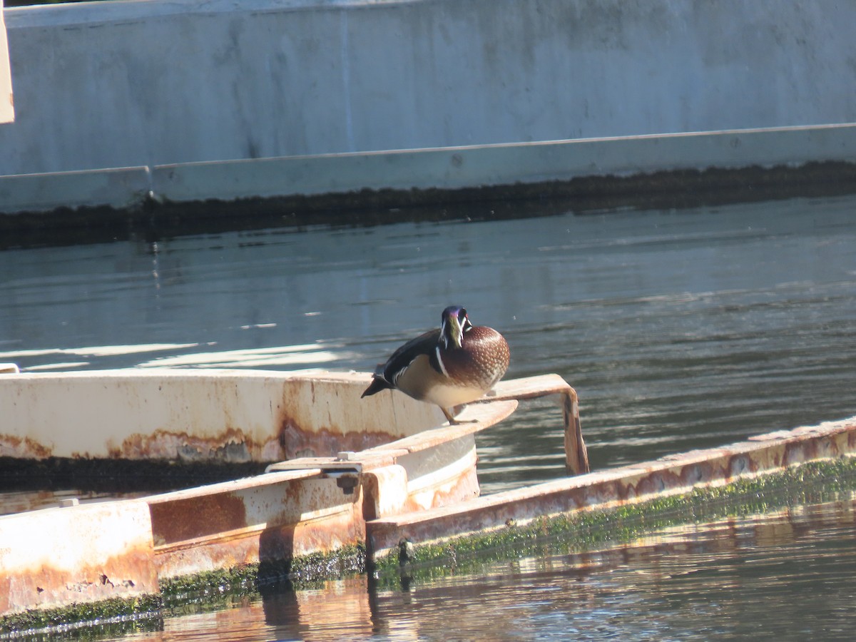 Wood Duck - ML307793101