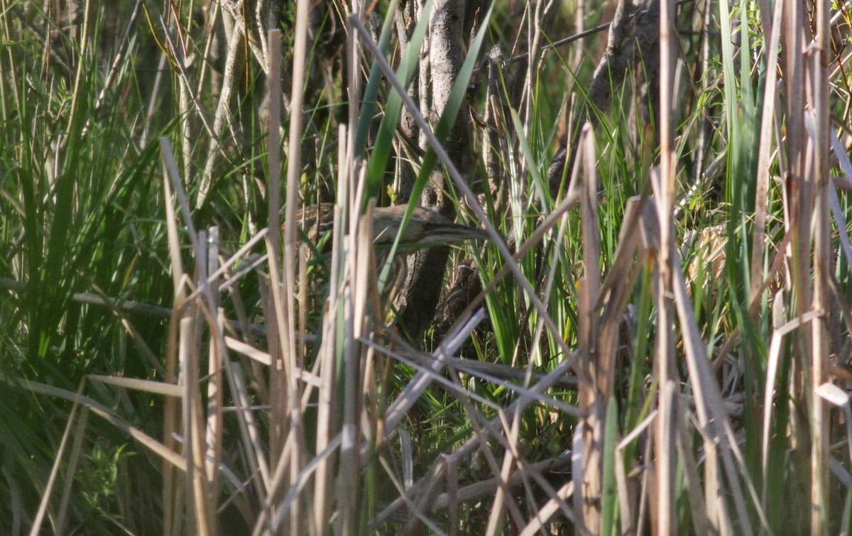 American Bittern - Jay McGowan