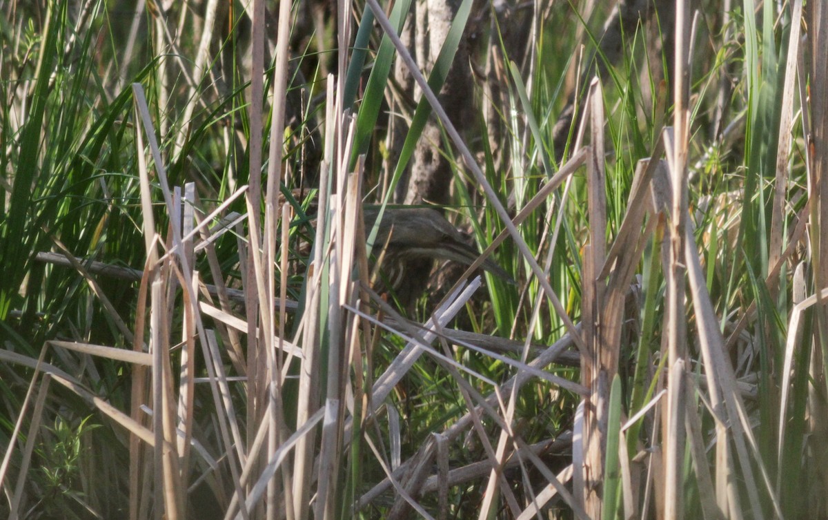 American Bittern - Jay McGowan