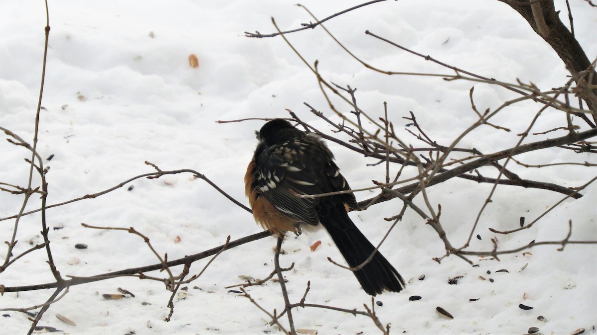 Spotted Towhee - ML307793531