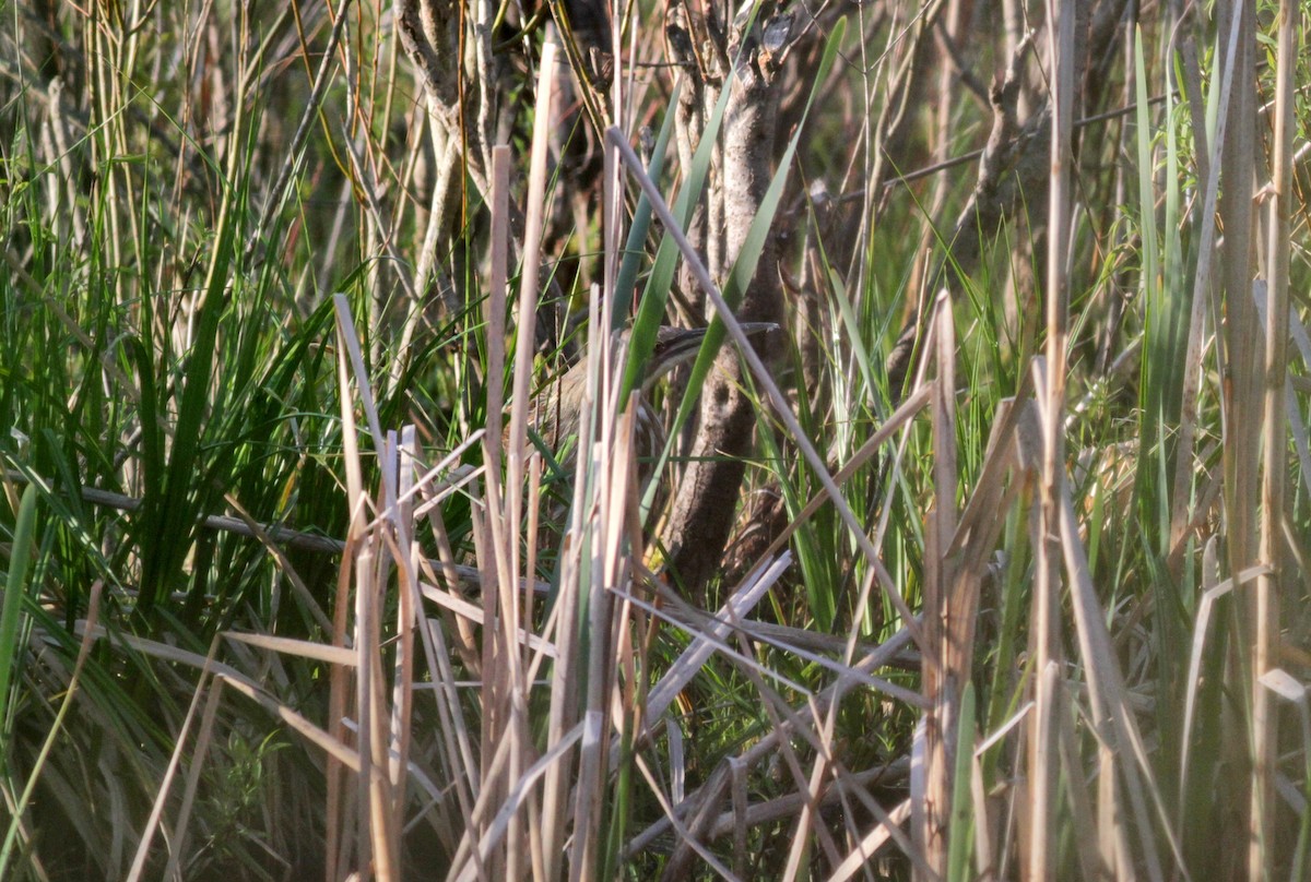 American Bittern - ML30779361