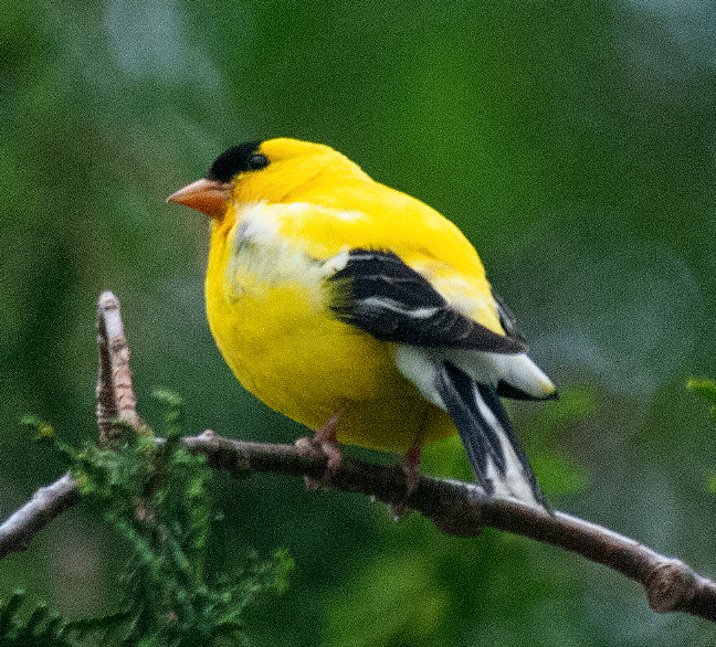 American Goldfinch - johnny powell