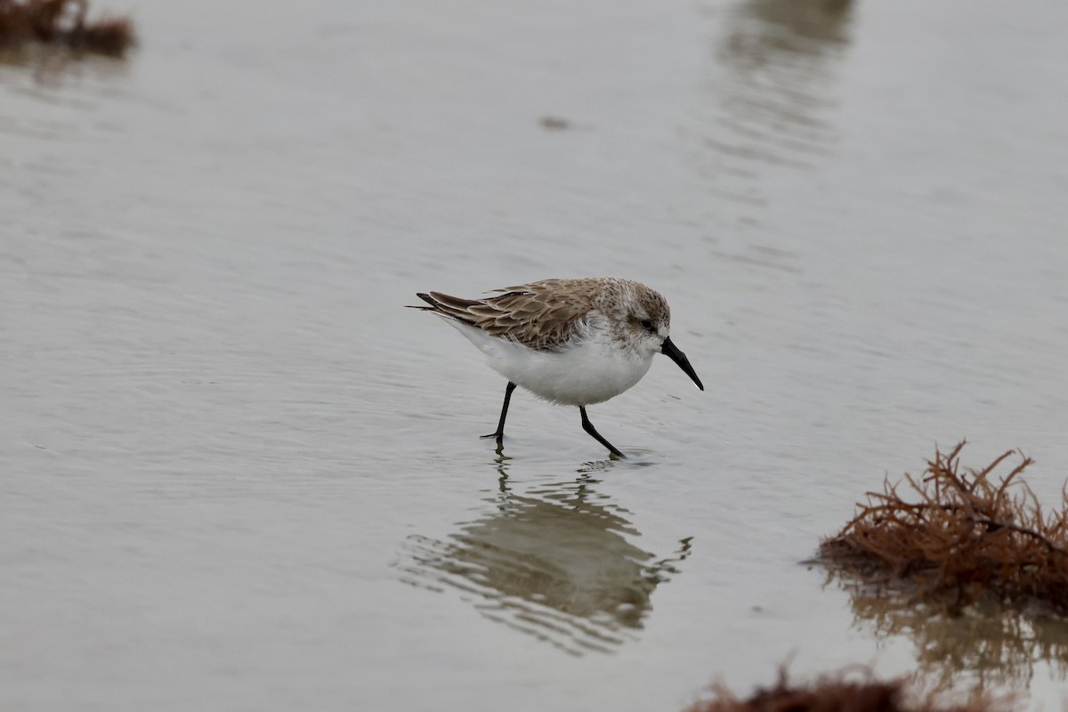 Western Sandpiper - ML307796241