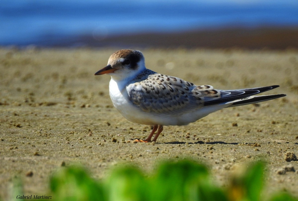 Yellow-billed Tern - ML307796421