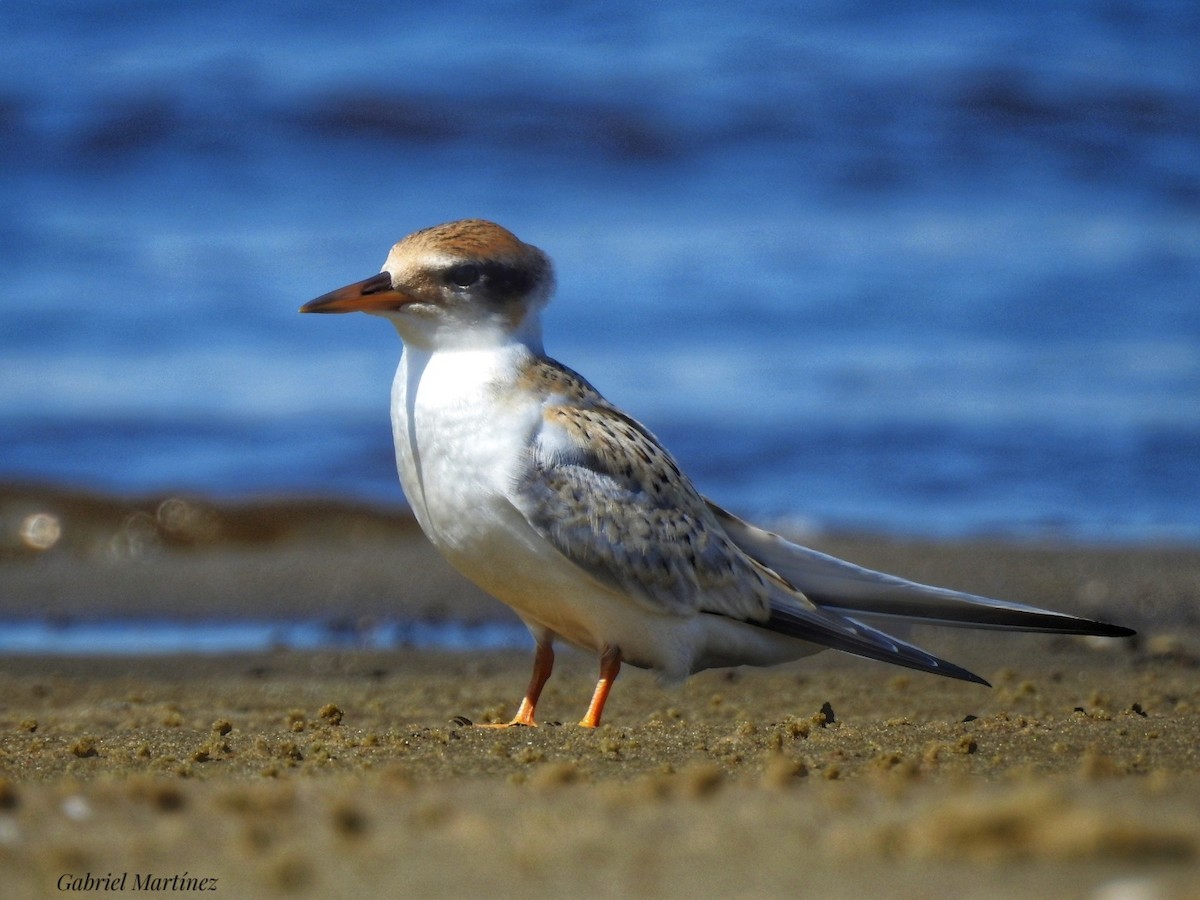 Yellow-billed Tern - ML307796471