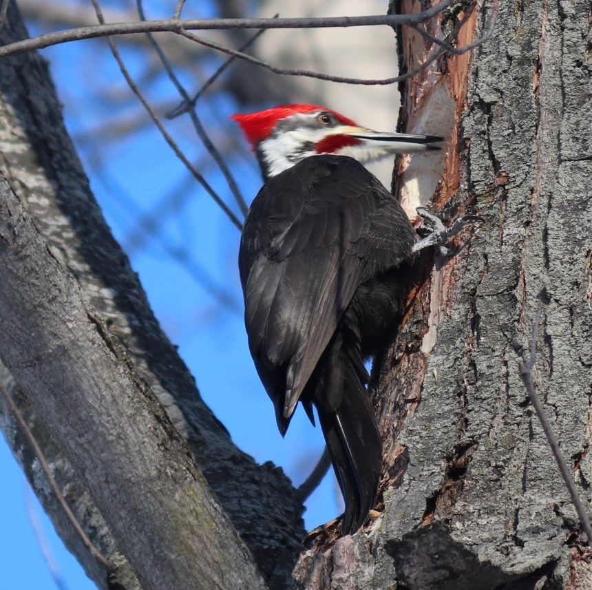 Pileated Woodpecker - ML307798111